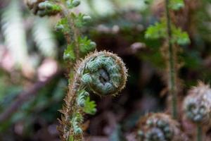 young fern leaf. nature background photo