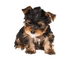 Puppy yorkshire terrier on the white background photo