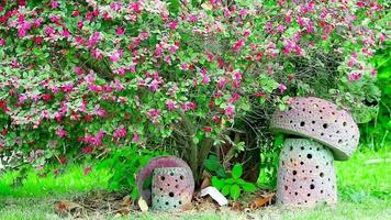 een struik van Chinese rand bloem of Chinese heks hazelaar of loropetalum roze bloemen in vol bloeien. video