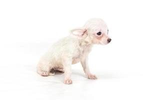 Funny puppy Chihuahua poses on a white background photo