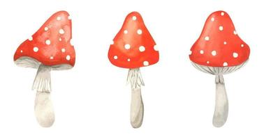Set watercolor Fly agaric mushroom. Hand drawn poison fungi amanita muscaria. Red big fly agaric with white speckled. A poisonous dangerous mushroom for making potions vector