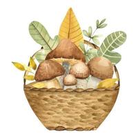 Wicker Basket with edible mushrooms. Watercolor hand drawn illustration isolated on white background. Set of edible wild forest mushrooms. Watercolor sublimation for the autumn design vector