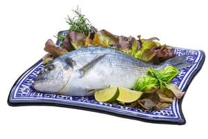 Fresh raw dorada photo