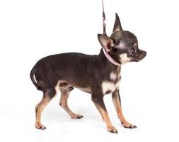 Toy Terrier on a white background photo