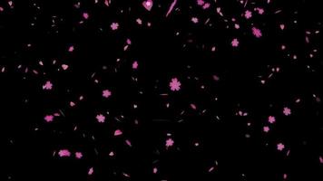 rosa sakura blommor och lob falla ner på de svart skärm, begrepp kärlek av hjärtans dag video