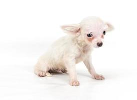 Funny puppy Chihuahua poses on a white background photo