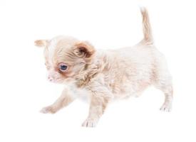 gracioso cachorro chihuahua posa sobre un fondo blanco foto