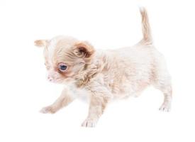 Funny puppy Chihuahua poses on a white background photo