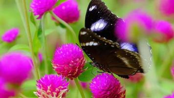 câmera lenta de uma borboleta em um jardim de flores. video