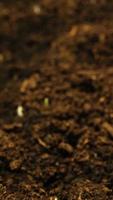 Growing seeds rising from soil vertical time lapse video. video