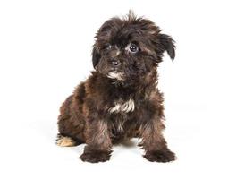 Puppy yorkshire terrier on the white background photo