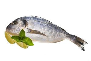 Fresh raw dorada photo