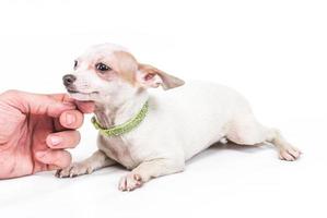 gracioso cachorro chihuahua posa sobre un fondo blanco foto