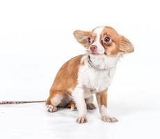 Funny puppy Chihuahua poses on a white background photo