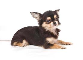 Funny puppy Chihuahua poses on a white background photo