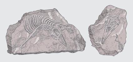 piedra con huellas de esqueletos de animales prehistóricos, insectos y plantas. arqueología gris, fragmentos de rocas de grietas, rocas de escombros. conjunto de arte realista dibujado a mano. ilustración vectorial vector