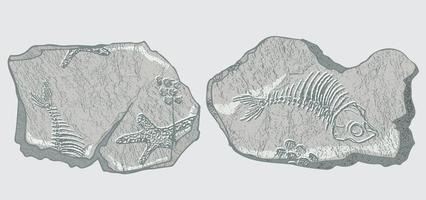 Stone with imprints of skeletons of prehistoric animals, insects and plants. Gray archeology, crack rocks fragments , debris boulders. Set of realistic hand drawn art. Vector illustration