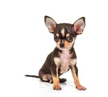 Funny puppy Chihuahua poses on a white background photo