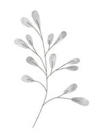 Watercolor trendy pussy willow plant. Vector illustration for web, app and print. Elegant feminine shape floristic isolated leaves. Garden, botanical, minimalistic floral element.