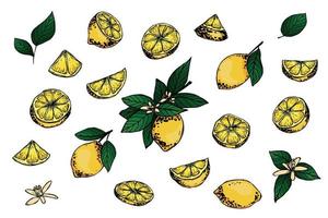 Vector lemon clipart. Hand drawn citrus set. Fruit illustration. For print, web, design, decor