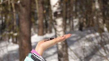 pájaros carboneros en la mano de la mujer comen semillas, invierno, cámara lenta video
