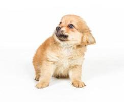 Cachorro de spitz delante de un fondo blanco. perro pomerania aislado en un fondo blanco foto