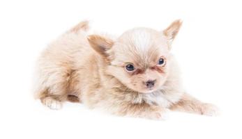 Funny puppy Chihuahua poses on a white background photo