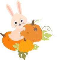 Cute bunny with pumpkins vector