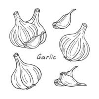 Set of hand draw garlic on white background. Illustration of cooking spices for packaging, menu design and vegetable shop labels. vector