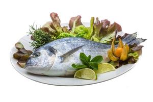 Fresh raw dorada photo