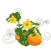 Vector image of a pumpkin in the process of growth. Cartoon style. Concept. Isolated on white background. EPS 10