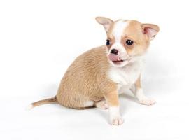 Chihuahua puppy in front of white background photo