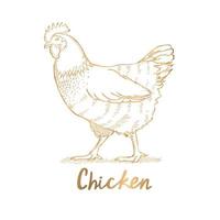 vector golden hen line drawing on white background