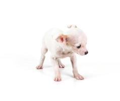 Funny puppy Chihuahua poses on a white background photo