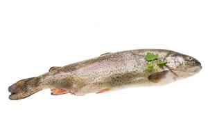 Fresh raw rainbow trout