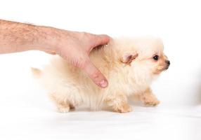 Pomeranian Spitz puppy on a white background photo