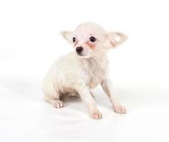 Funny puppy Chihuahua poses on a white background photo