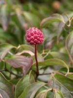 Seed pod on a Cornus kousa dogwood tree photo