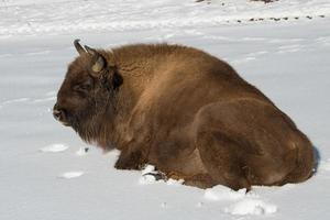 bisonte europeo sobre fondo de nieve foto