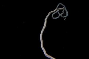 Rope coral in the black background juncella juncea in maldive photo