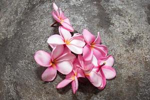 Frangipani Spa flowers petals close up detail isolated photo