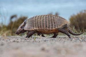 patagonia armadillo primer plano retrato foto