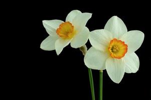 Beautiful daffodil flowers photo