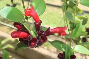 Close-up of beautiful red aeschynanthus flowers in garden on blurred background. Latin name is Aeschynanthus poulcher. Aeschynanthus lipstick houseplants at home. Used for nature backgrounds. photo