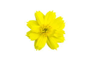 Isolated yellow cosmos flower with transparent background. png