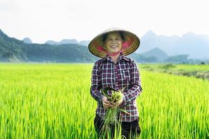 Farmer woman in the rice field photo