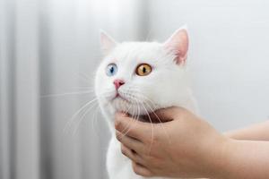 lovely white cat image with two color eyes at home photo