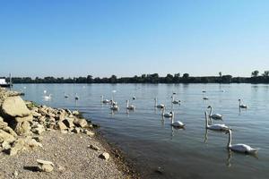 cisnes blancos nadan en el río foto