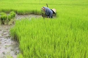 A farmer is planting in the middle of a green field. photo