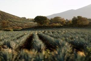 campo de agave para la producción de tequila, jalisco, méxico foto